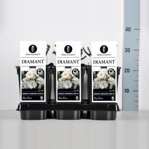 Bodembedekkende trosroos (rosa "Diamant"®) Bodembedekkende trosroos (rosa "Diamant"®)