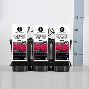 Bodembedekkende trosroos (rosa "Gärtnerfreude"®) Bodembedekkende trosroos (rosa "Gärtnerfreude"®)