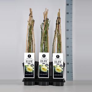 Klimroos (rosa "Elfe"®) Klimroos (rosa "Elfe"®)