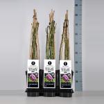 Klimroos (rosa "Our Last Summer"&reg;)