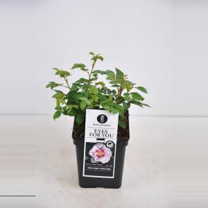 Persica roos (rosa persica "Eyes for you"®) Persica roos (rosa persica "Eyes for you"®)