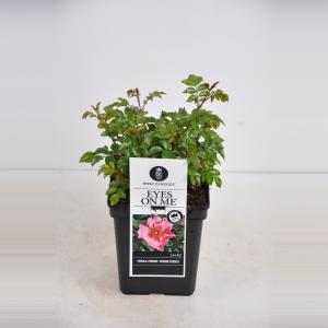 Persica roos (rosa persica "Eyes on me"®) Persica roos (rosa persica "Eyes on me"®)