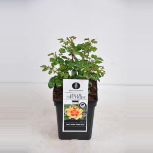 Persica roos (rosa persica "Eyes of the Tiger"®) Persica roos (rosa persica "Eyes of the Tiger"®)