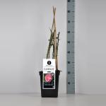 Klimroos (rosa "Camelot"&reg;)