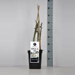 Klimroos (rosa "Hella"&reg;)