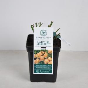 Engelse roos (rosa "Lady of Shalott"®) Engelse roos (rosa "Lady of Shalott"®)