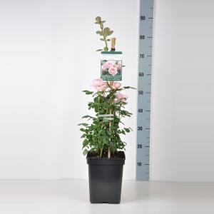 Engelse klimroos (rosa "Queen of Sweden"®) Engelse klimroos (rosa "Queen of Sweden"®)