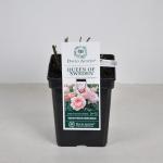 Engelse roos (rosa "Queen of Sweden"&reg;)