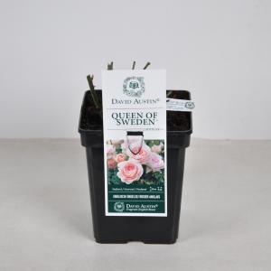 Engelse roos (rosa "Queen of Sweden"®) Engelse roos (rosa "Queen of Sweden"®)