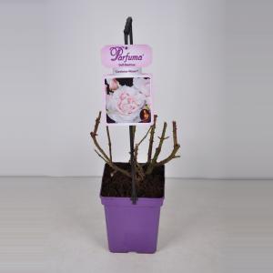 Grootbloemige roos (rosa "Constanze Mozart® Parfuma"®) Grootbloemige roos (rosa "Constanze Mozart® Parfuma"®)