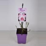 Trosroos (rosa "Herzogin Christiana&reg; Parfuma"&reg;)