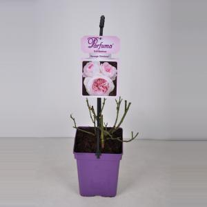 Trosroos (rosa "Herzogin Christiana® Parfuma"®) Trosroos (rosa "Herzogin Christiana® Parfuma"®)