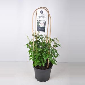 Rambler klimroos (rosa "Perennial Blush"®) Rambler klimroos (rosa "Perennial Blush"®)