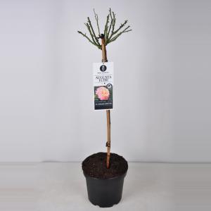 Grootbloemige roos op stam (rosa "Augusta Luise"®) Grootbloemige roos op stam (rosa "Augusta Luise"®)