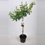 Trosroos op stam (rosa "Indiane"&reg;)