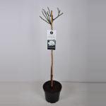 Grootbloemige roos op stam 90 cm (rosa "Annapurna"&reg;) 