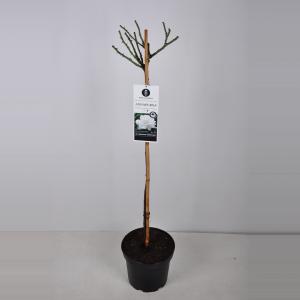 Grootbloemige roos op stam 90 cm (rosa "Annapurna"®) Grootbloemige roos op stam 90 cm (rosa "Annapurna"®)