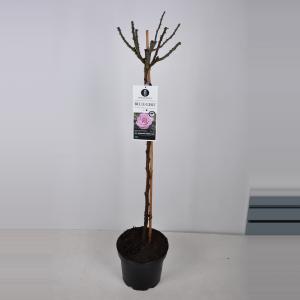 Grootbloemige roos op stam 90 cm (rosa "Blue Girl"®) Grootbloemige roos op stam 90 cm (rosa "Blue Girl"®)