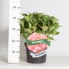 Hydrangea Macrophylla Classic&reg; "Green Shadow"&reg; boerenhortensia
