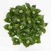 Hydrangea Macrophylla Classic&reg; "Green Shadow"&reg; boerenhortensia