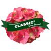 Hydrangea Macrophylla Classic&reg; "Green Shadow"&reg; boerenhortensia
