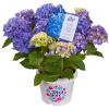 Hydrangea Macrophylla "Diva Fiore Blue"&reg; boerenhortensia