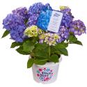 Hydrangea Macrophylla "Diva Fiore Blue"&reg; boerenhortensia