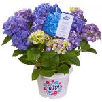 Hydrangea Macrophylla "Diva Fiore Blue"&reg; boerenhortensia