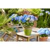 Hydrangea Macrophylla "Diva Fiore Blue"&reg; boerenhortensia