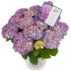 Hydrangea Macrophylla "Diva Fiore Violet"&reg; boerenhortensia