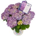 Hydrangea Macrophylla "Diva Fiore Violet"&reg; boerenhortensia