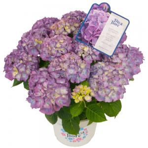 Hydrangea Macrophylla "Diva Fiore Violet"® boerenhortensia Hydrangea Macrophylla "Diva Fiore Violet"® boerenhortensia