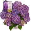 Hydrangea Macrophylla "Diva Fiore Violet"&reg; boerenhortensia