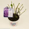 Hydrangea Macrophylla "Diva Fiore Violet"&reg; boerenhortensia
