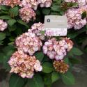 Hydrangea Macrophylla "Kanmara De Beauty Roze"&reg; boerenhortensia