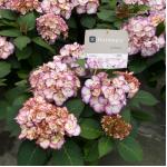 Hydrangea Macrophylla "Kanmara De Beauty Roze"&reg; boerenhortensia
