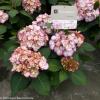 Hydrangea Macrophylla "Kanmara De Beauty Roze"&reg; boerenhortensia