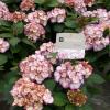 Hydrangea Macrophylla "Kanmara De Beauty Roze"&reg; boerenhortensia