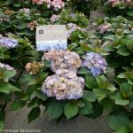 Hydrangea Macrophylla "Kanmara de Beauty Lila"&reg; boerenhortensia