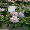 Hydrangea Macrophylla "Kanmara de Beauty Lila"&reg; boerenhortensia