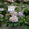 Hydrangea Macrophylla "Kanmara de Beauty Lila"&reg; boerenhortensia