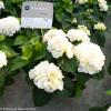 Hydrangea Macrophylla "Kanmara De Beauty White"&reg; boerenhortensia