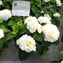 Hydrangea Macrophylla "Kanmara De Beauty White"&reg; boerenhortensia