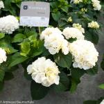 Hydrangea Macrophylla "Kanmara De Beauty White"&reg; boerenhortensia
