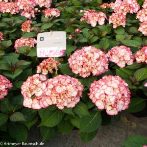 Hydrangea Macrophylla "Kanmara de Beauty Pink"® boerenhortensia Hydrangea Macrophylla "Kanmara de Beauty Pink"® boerenhortensia