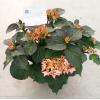 Hydrangea Macrophylla "Kanmara De Beauty Champagne"&reg; boerenhortensia