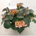 Hydrangea Macrophylla "Kanmara De Beauty Champagne"&reg; boerenhortensia