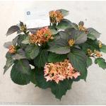 Hydrangea Macrophylla "Kanmara De Beauty Champagne"&reg; boerenhortensia