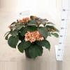 Hydrangea Macrophylla "Kanmara De Beauty Champagne"&reg; boerenhortensia