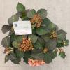 Hydrangea Macrophylla "Kanmara De Beauty Champagne"&reg; boerenhortensia